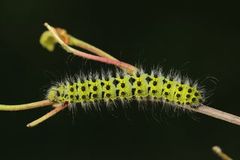 Nattpåfugløye (Saturnia pavonia)