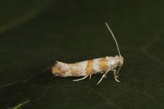 Cedestis gysseleniella