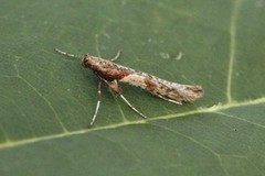 Caloptilia falconipennella