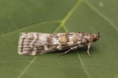 Furubarksmalmott (Dioryctria sylvestrella)