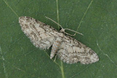 Lønnedvergmåler (Eupithecia inturbata)