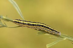 Torskemunnfly (Calophasia lunula)