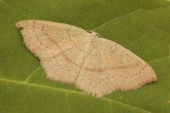 Bøkeløvmåler (Cyclophora linearia)