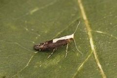 Argyresthia pulchella