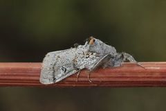 Heibørstespinner (Gynaephora fascelina)