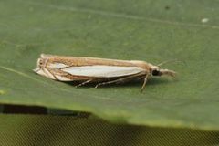 Beitenebbmott (Crambus pascuella)