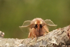 Fjærtannspinner (Ptilophora plumigera)