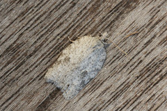 Lys ospeflatvikler (Acleris roscidana)