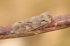 Gaffelkappefly (Lithophane furcifera)