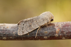 Plettseljefly (Orthosia populeti)