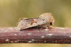 Buemerket seljefly (Orthosia gothica)