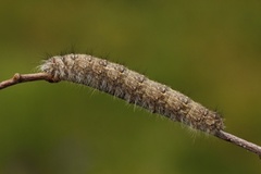 Høstspinner (Poecilocampa populi)