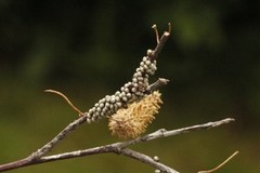 Nattpåfugløye (Saturnia pavonia)