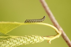 Vårspinner (Endromis versicolora)