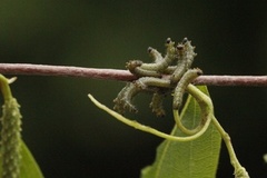 Vårspinner (Endromis versicolora)