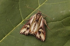 Tannet perikumfly (Actinotia polyodon)