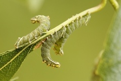 Vårspinner (Endromis versicolora)