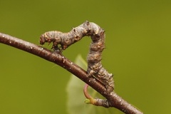 Marsmåler (Phigalia pilosaria)