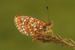 Ringperlemorvinge (Boloria eunomia)