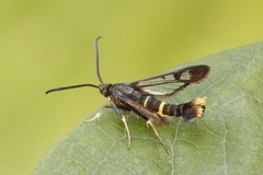 Korsvedglassvinge (Synanthedon andrenaeformis)