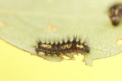 Broket kveldfly (Acronicta auricoma)