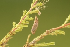 Heibladmåler (Chlorissa viridata)