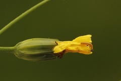 Tofargefly (Hecatera bicolorata)