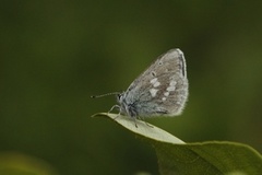 Fjellblåvinge (Plebejus orbitulus)