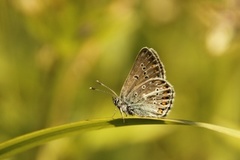 Brun blåvinge (Aricia eumedon)