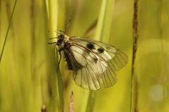 Mnemosynesommerfugl (Parnassius mnemosyne)