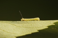 Ligustersvermer (Sphinx ligustri)