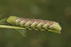 Ligustersvermer (Sphinx ligustri)