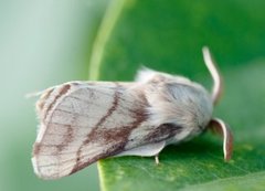 Båndringspinner (Malacosoma castrensis)