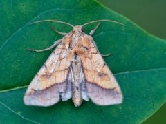 Gullfagerfly (Pyrrhia umbra)