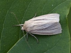 Brungult gressfly (Mythimna impura)