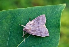 Osperingfly (Ipimorpha subtusa)