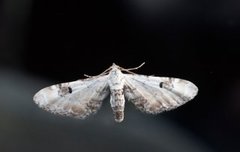 Hvit dvergmåler (Eupithecia centaureata)