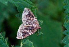 Hagebærmåler (Eulithis prunata)