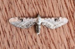 Hvit dvergmåler (Eupithecia centaureata)