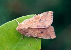 Vinkelfly (Enargia paleacea)