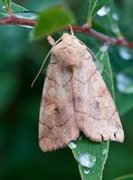 Vinkelfly (Enargia paleacea)