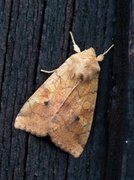 Vinkelfly (Enargia paleacea)