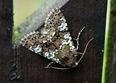 Flekkfly (Crypsedra gemmea)