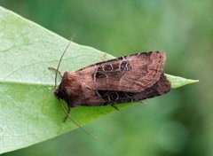 Kobberfly (Chersotis cuprea)