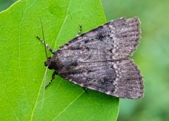 Rødt pyramidefly (Amphipyra pyramidea)