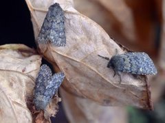 Tempelfly (Dasypolia templi)