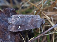 Bølgefly (Eupsilia transversa)