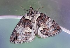 Rustbuskmåler (Hydriomena ruberata)