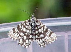 Rutemåler (Chiasmia clathrata)