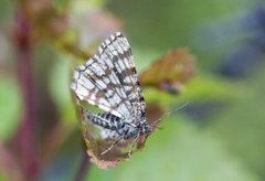 Rutemåler (Semiothisa clathrata)